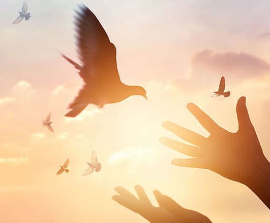 A dove, the symbol of peace, is being released.